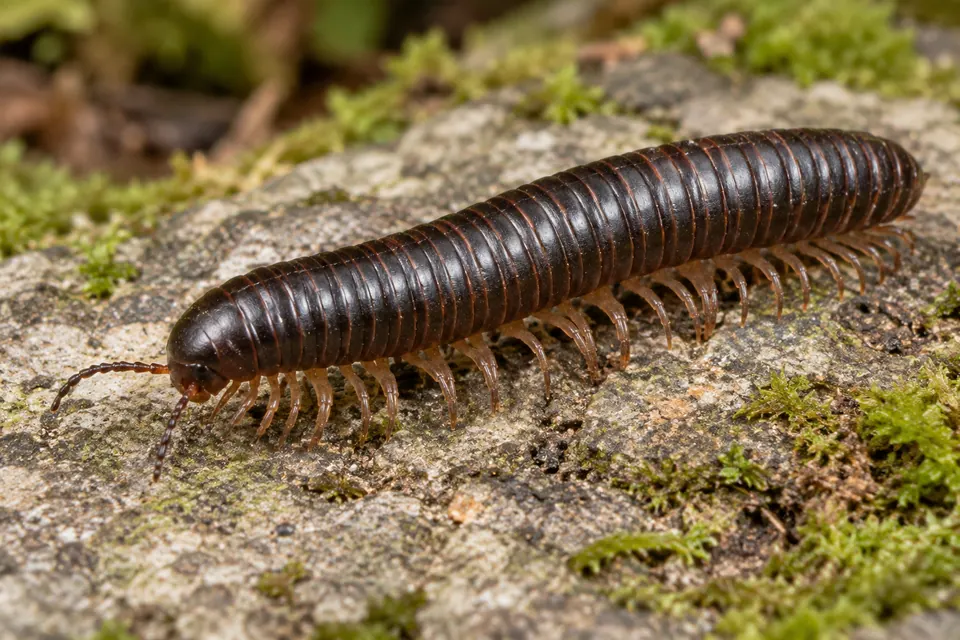 Vue de côté complète d’un iule cylindrique et sombre posé sur une pierre couverte de mousse, montrant ses antennes, ses anneaux répétés et ses rangées de courtes pattes.