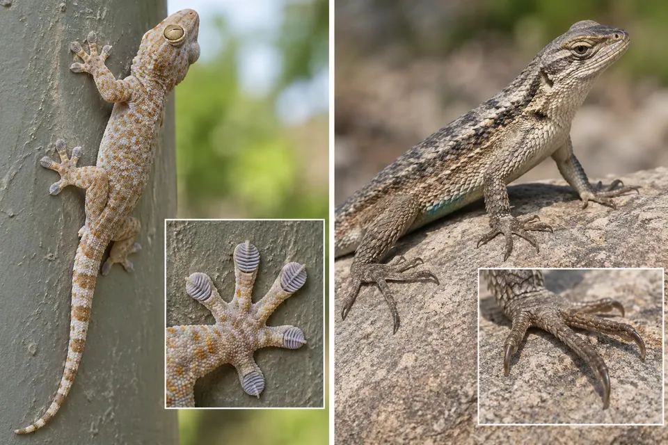 Geco arrampicato con ampie lamelle sulle dita accanto a una lucertola terricola con dita strette e artigli