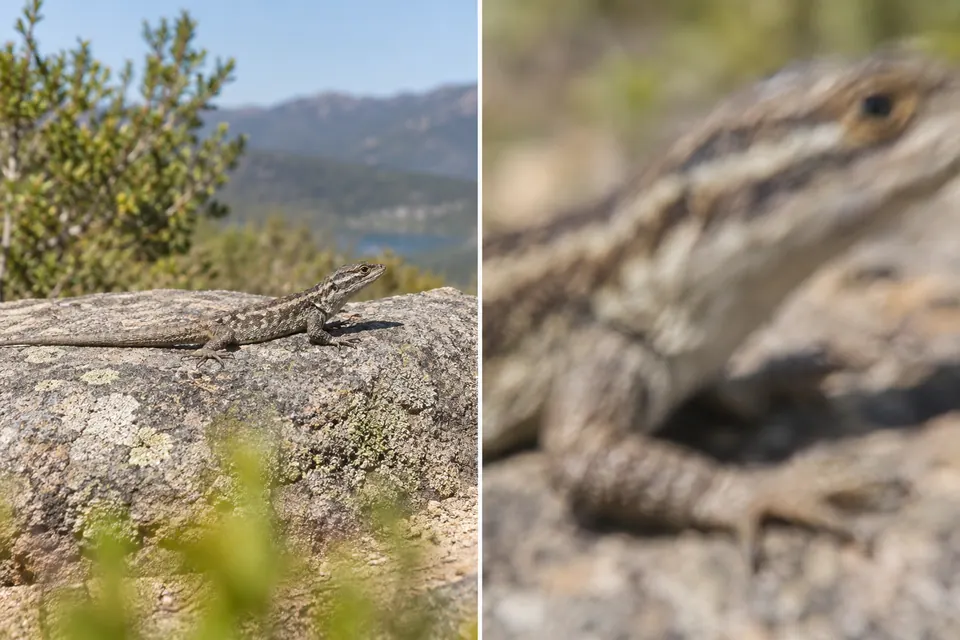 Vista nitida e lontana di una lucertola a confronto con un primo piano sfocato