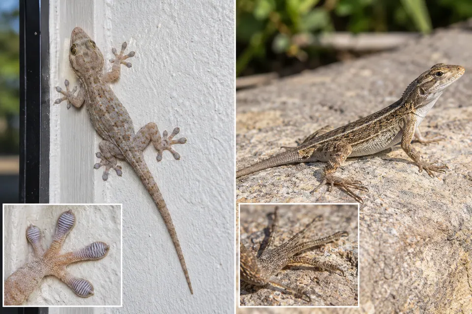 Geco domestico su un muro e una lucertola che si scalda su una pietra, con dettagli ingranditi delle dita
