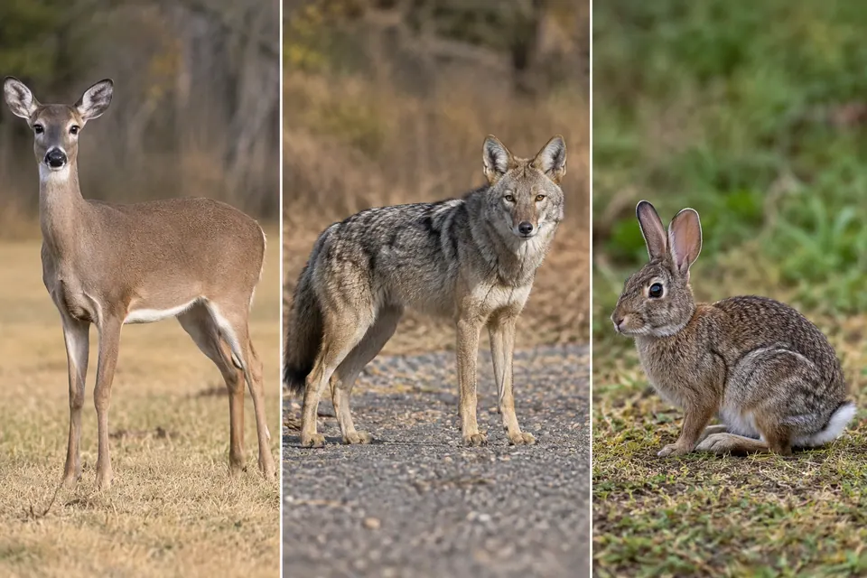 Trois panneaux présentent un cerf aux longues pattes, un canidé gris et élancé et un lapin accroupi, pour comparer leurs proportions corporelles.