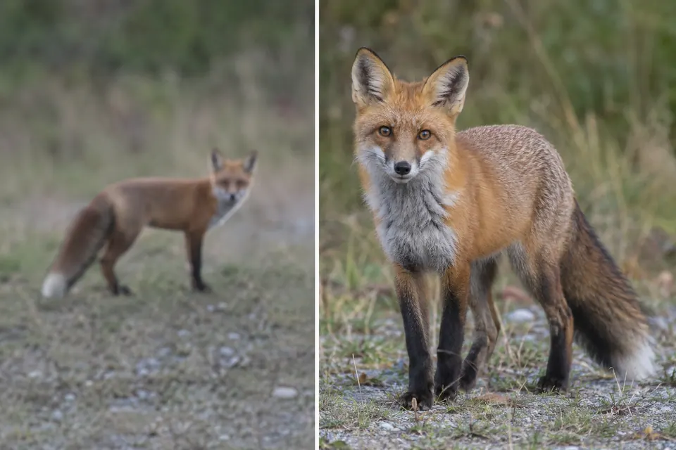 Un renard flou et lointain est comparé à une vue plus nette et plus proche, qui montre son museau pointu, ses oreilles dressées et sa queue touffue.