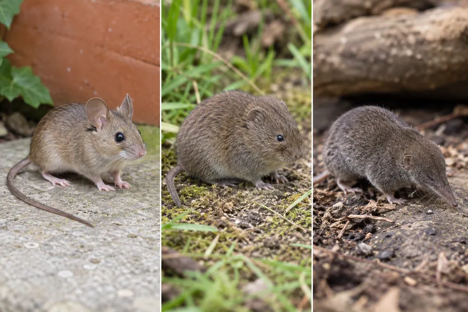 Une souris aux grandes oreilles et à longue queue, un campagnol trapu et une musaraigne au museau pointu figurent dans trois panneaux distincts.
