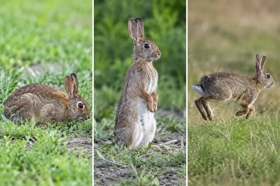 Trois vues de lapins : accroupi dans l'herbe, debout sur ses pattes arrière, puis bondissant les pattes arrière tendues.
