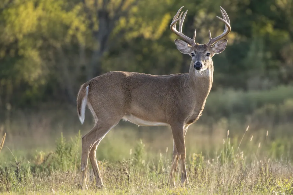 Un cerf aux bois ramifiés se tient de profil dans l'herbe, son corps entier, ses pattes, ses oreilles et sa queue visibles sur un fond de sous-bois flou.