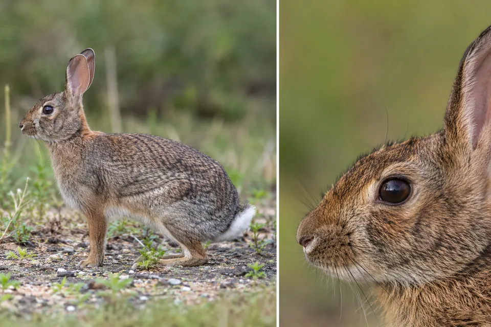 Une vue de profil complète d'un lapin, avec la tête, les pattes et la courte queue blanche, accompagnée d'un gros plan de son visage et de son oreille.