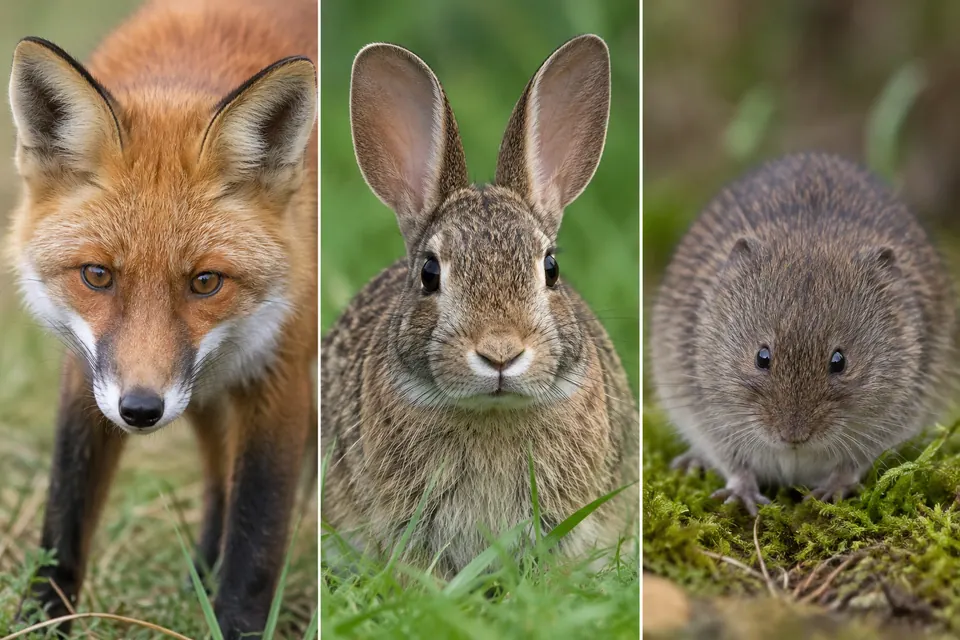 Portraits côte à côte d'un renard et d'un lapin, montrant leur museau, leurs yeux et leurs oreilles dressées.