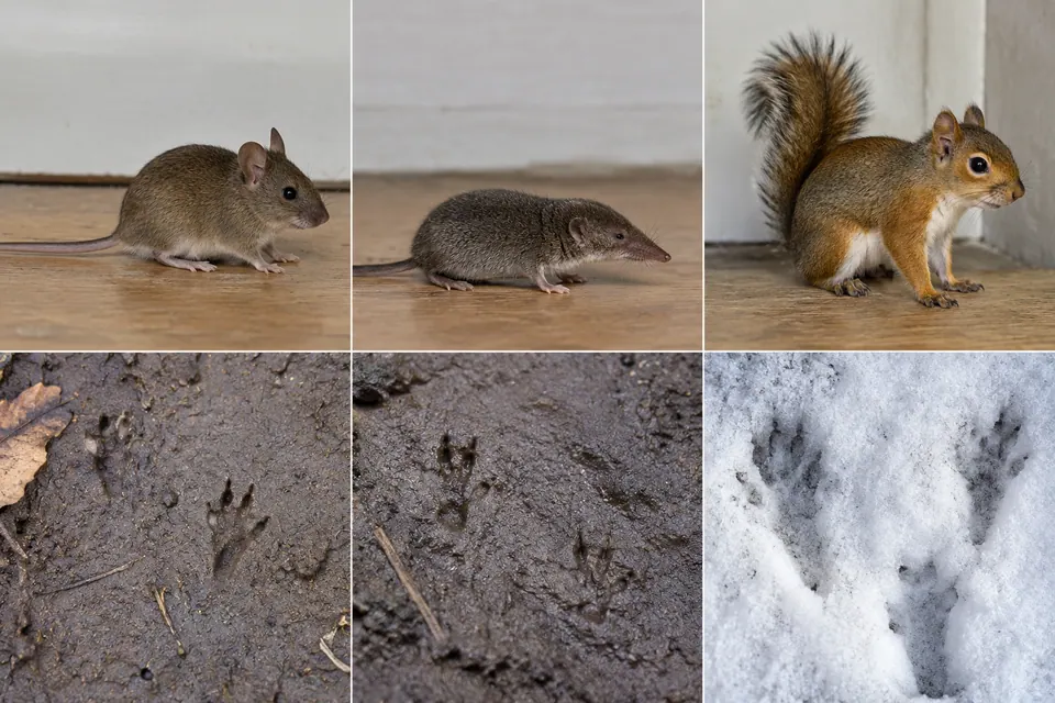 Six panneaux montrent une souris, une musaraigne et un écureuil sur un sol intérieur, avec en dessous des exemples de traces dans la boue et dans la neige.