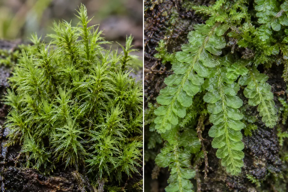 Des feuilles de mousse disposées tout autour de la tige sont posées à côté d'une hépatique foliacée aux rangées aplaties qui se chevauchent.
