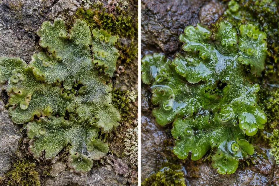 Plaque d'hépatique aux lobes ternes et desséchés, à côté d'une vue brillante prise après la pluie.