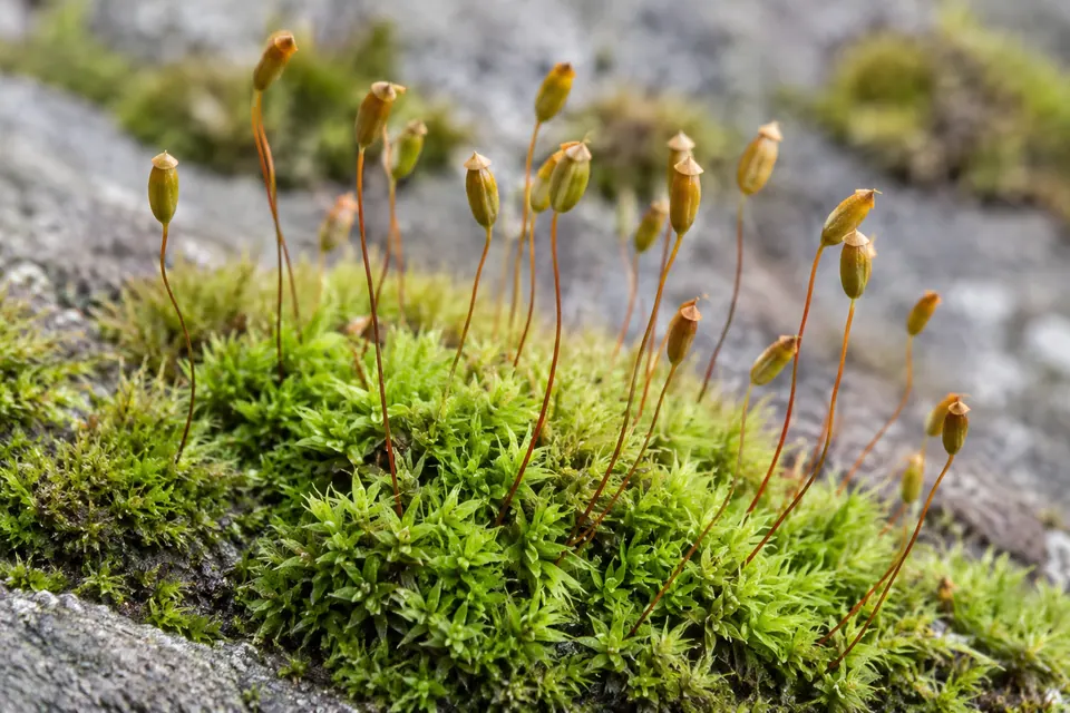 De fines tiges portant des capsules de spores s'élèvent au-dessus d'un coussin de mousse.