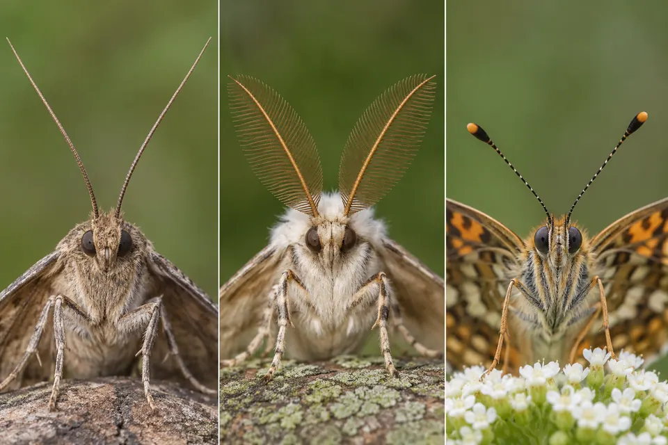 Antenas de mariposa em forma de fio e plumosas ao lado das antenas em clava de uma borboleta