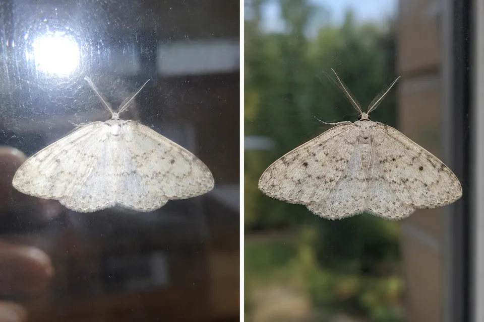 Mariposa clara encoberta pelo reflexo da janela, ao lado de uma imagem com luz suave que mostra o desenho das asas