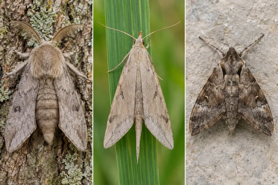 Mariposas com corpo grosso e peludo, abdômen afilado e contorno triangular compacto