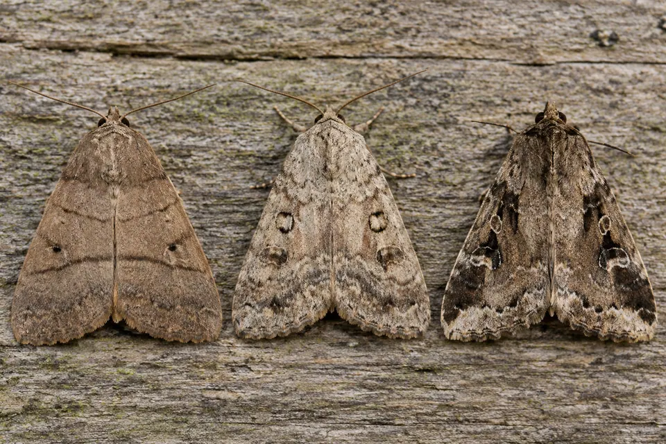 Três mariposas marrons mostrando linhas transversais, pontos redondos e manchas escuras nas asas