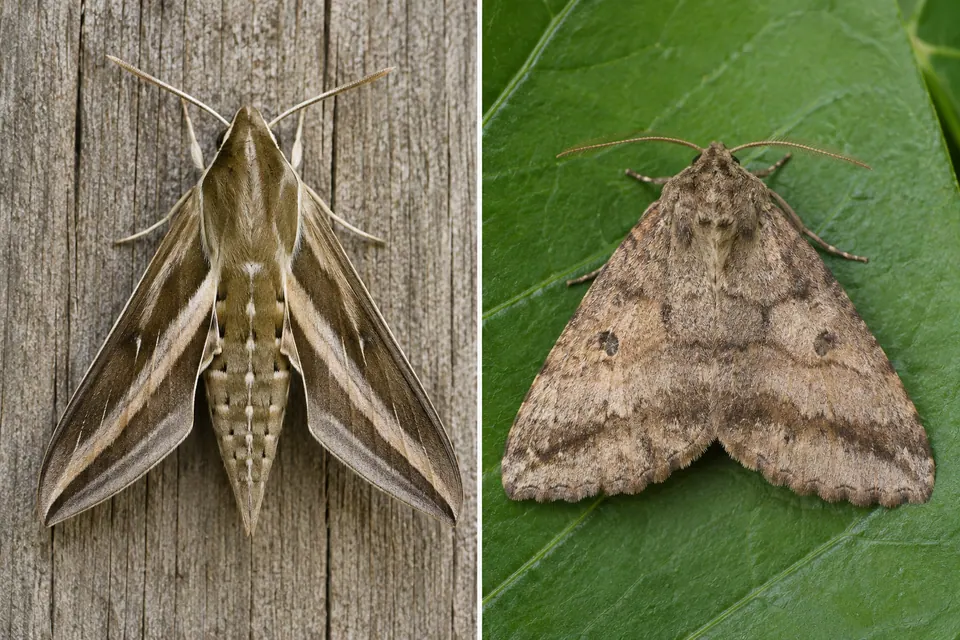 Mariposa-esfinge aerodinâmica de asas longas e pontudas ao lado de uma mariposa triangular mais larga