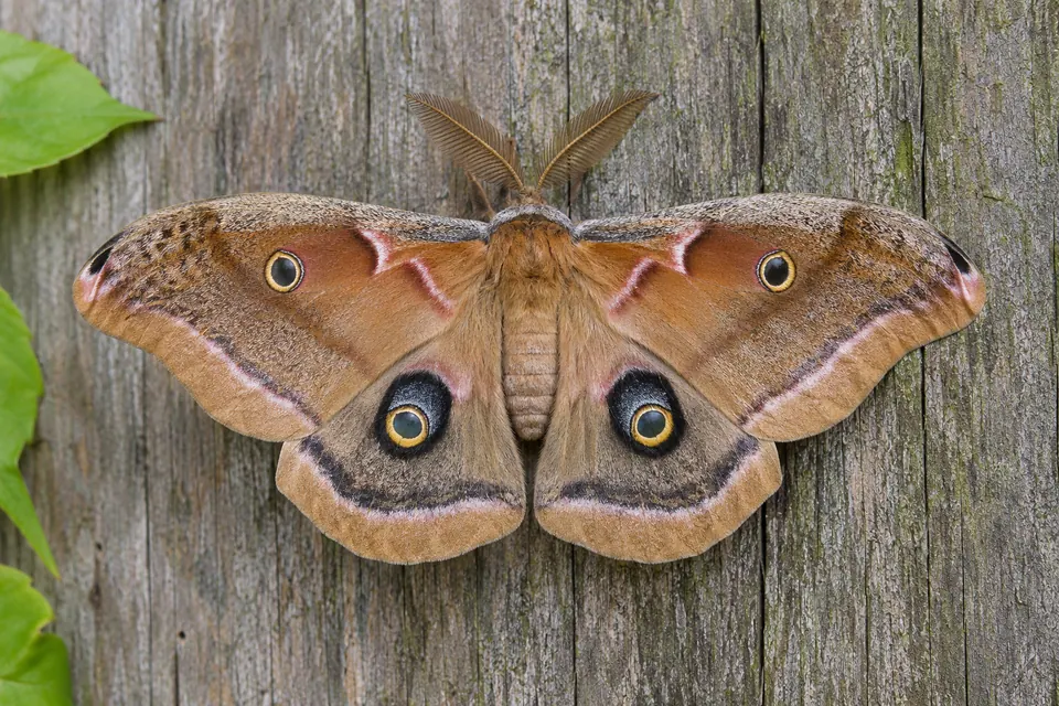 Mariposa grande com as quatro manchas ocelares, bordas das asas e antenas plumosas enquadradas