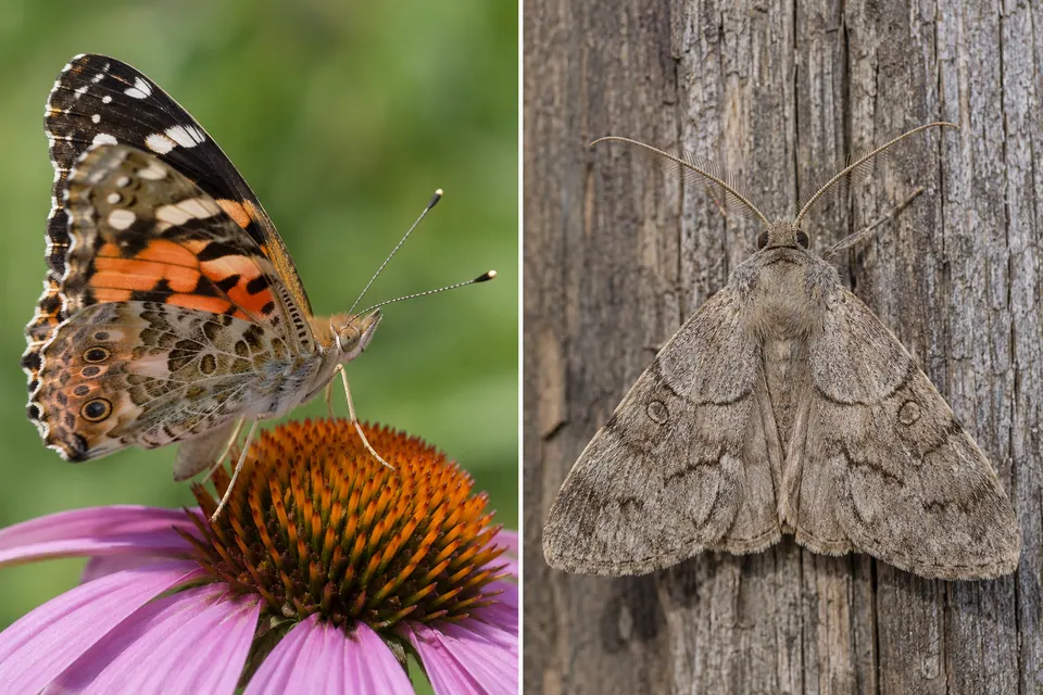 Borboleta de antenas em clava ao lado de uma mariposa pousada com antenas em forma de fio