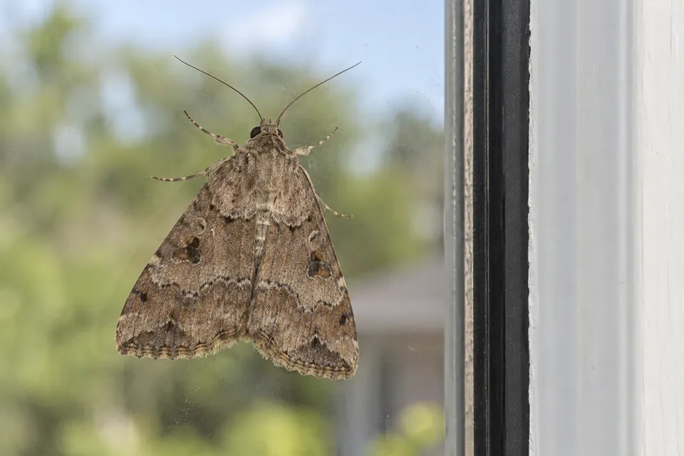 Mariposa marrom na janela, com antenas, contorno das asas e linhas transversais visíveis