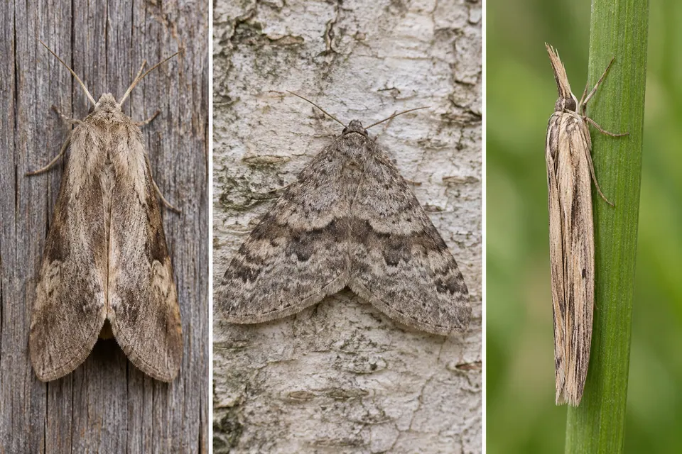 Mariposas em repouso com asas em forma de telhado, planas e triangulares e bem enroladas