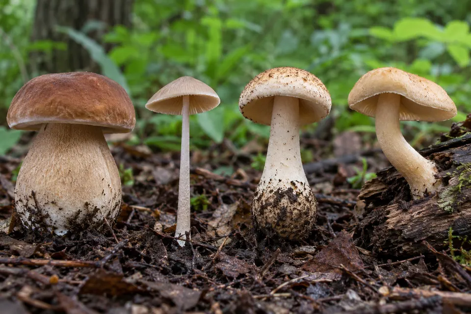 Quatre champignons aux pieds fins, trapus, courbés ou munis d'un anneau, avec leur base bien visible.