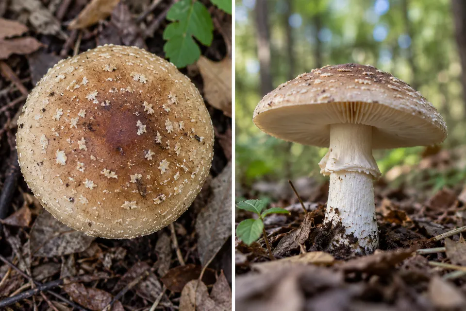 Vues de dessus et de côté, à hauteur, d'un champignon qui révèlent son chapeau, ses lamelles et son pied.