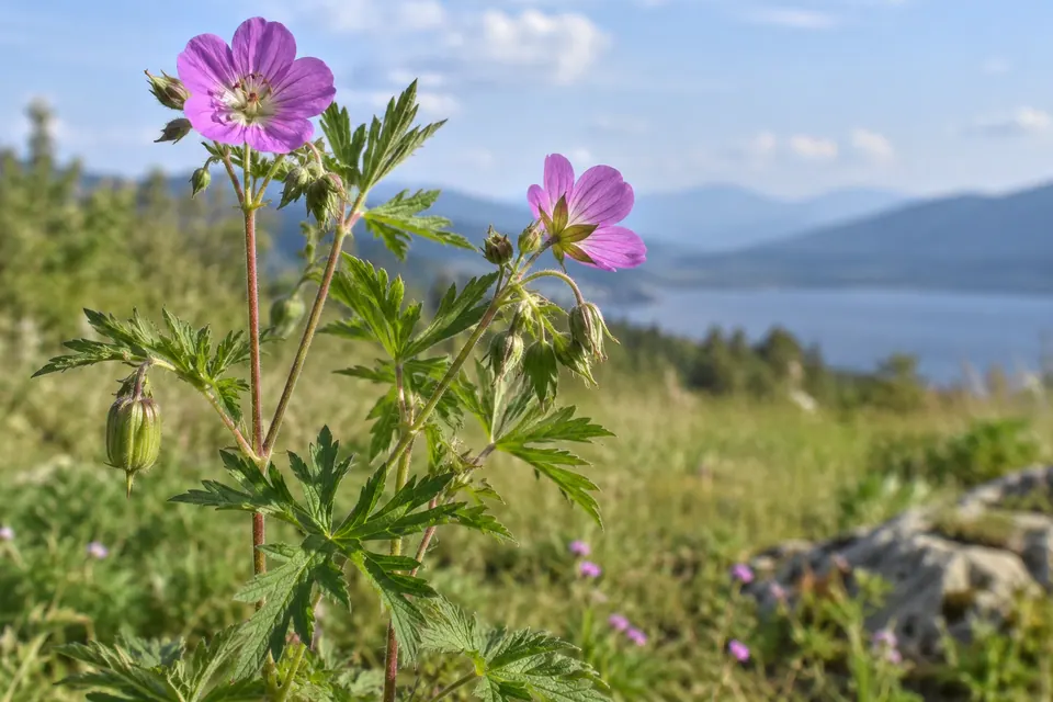 Fiori viola e strutture dei semi in formazione su un fusto con foglie divise.