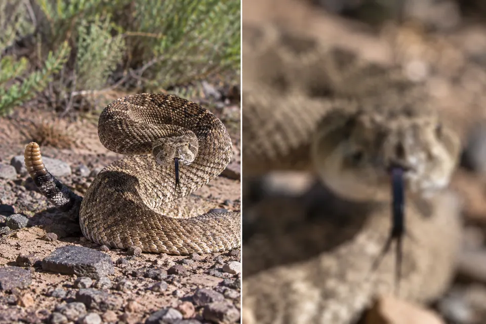 Vista nítida e mais ampla de uma cobra enrolada, ao lado de um close borrado
