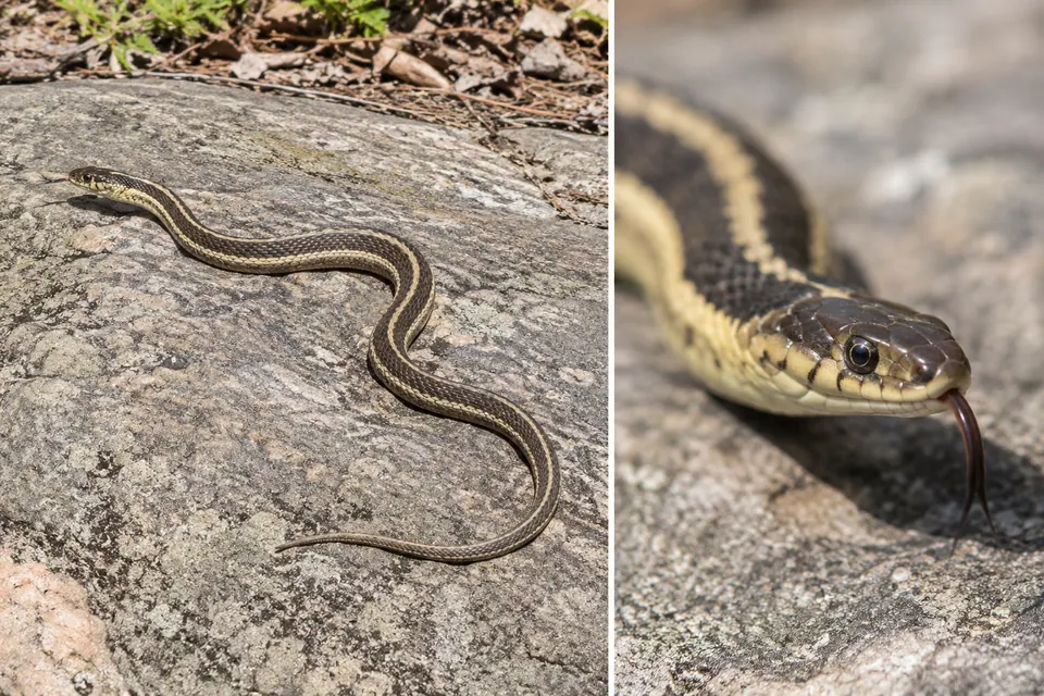 Cobra listrada inteira sobre uma pedra, comparada com um recorte bem fechado da sua cabeça