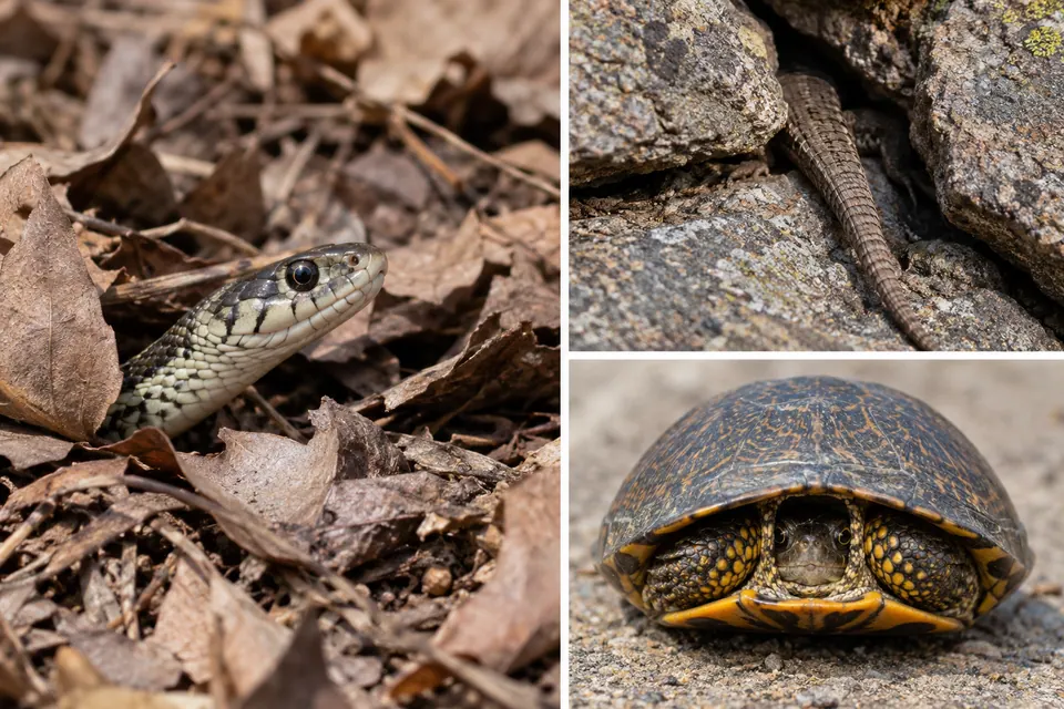 Cobra parcialmente escondida, cauda de lagarto e tartaruga com as patas recolhidas