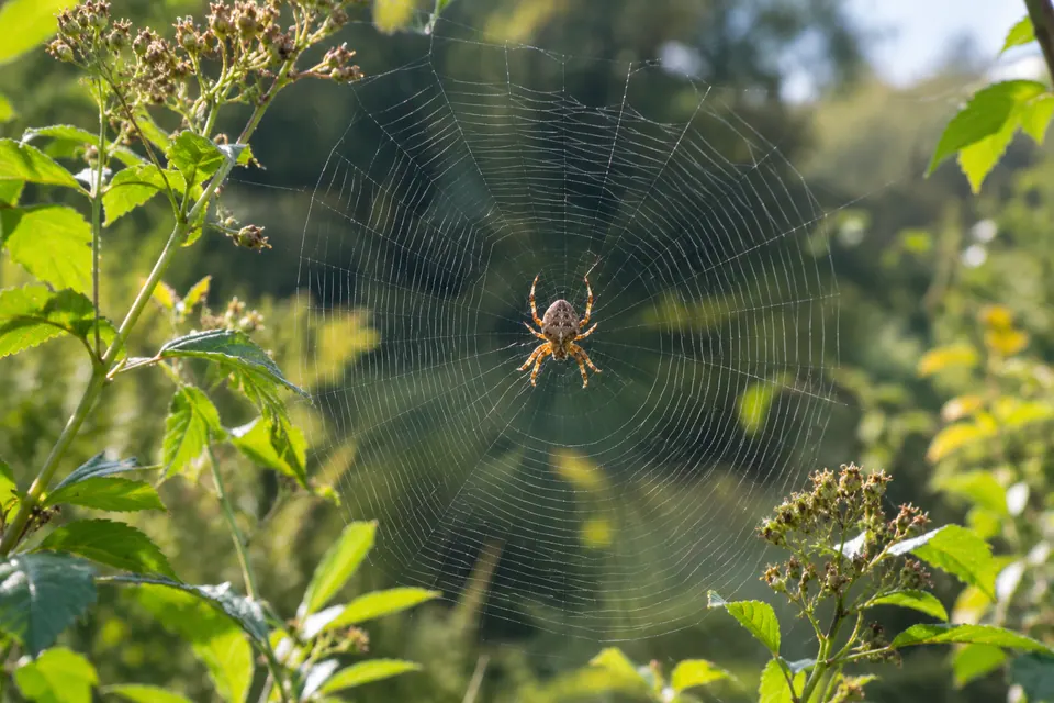 Una sola foto nitida che mostra un tessitore di ragnatele a ruota e l'intera tela circolare intorno a lui.