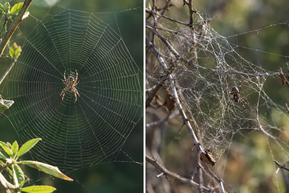 Una ragnatela ordinata a forma di ruota accanto a fili di seta aggrovigliati tra i rami.