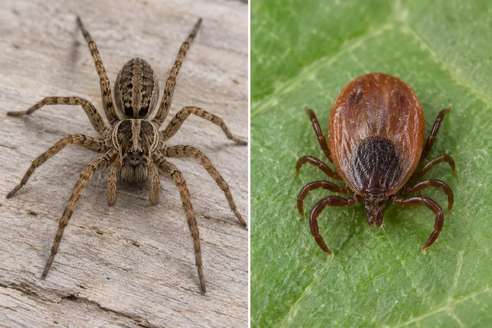 Un ragno a zampe lunghe con due sezioni del corpo accanto a una zecca ovale con le zampe vicino alla parte anteriore.