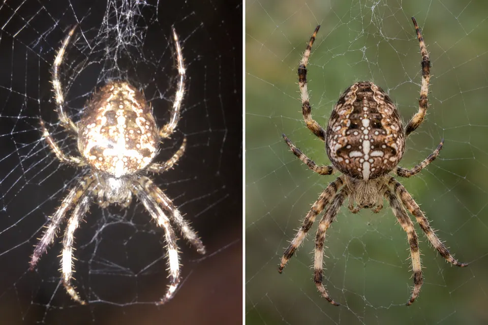 Il riflesso duro del flash su un ragno a confronto con la luce del giorno più morbida che rivela i suoi disegni.
