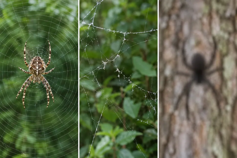 Un ragno nitido nella sua ragnatela a ruota accanto a seta vuota e danneggiata e a un ragno sfocato sulla corteccia.