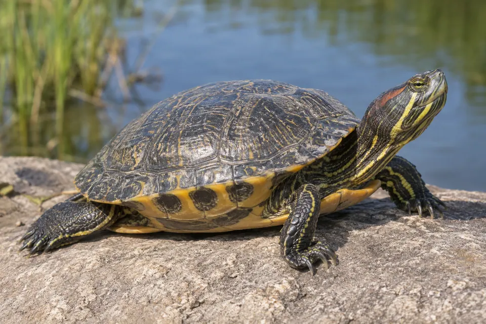 Vue de côté nette d’une tortue d’étang montrant la carapace, la tête rayée et les pattes griffues.