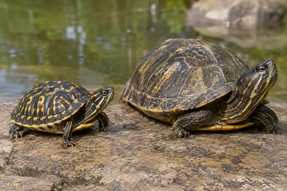 Petite tortue aux vives marques sur la carapace, à côté d’un adulte plus grand et plus sombre.